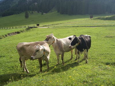 Bild 64 aus  Margreitterhof