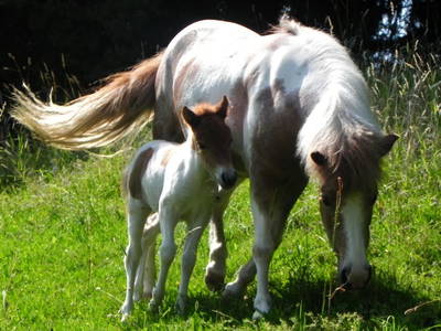 Bild 43 aus  Ferienhof Leitengut