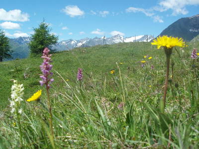 Bild 38 aus  Ferienhaus Kerschbaumerhof