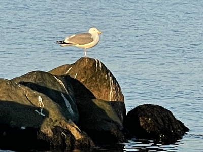 Bild 29 aus  Nübbelhof