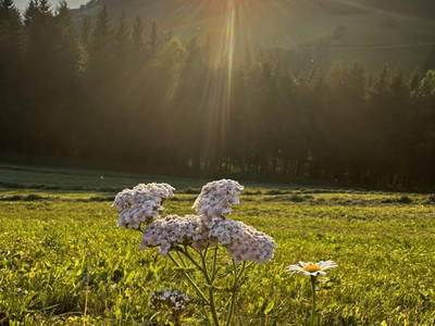 Bild 23 aus Spitalalm