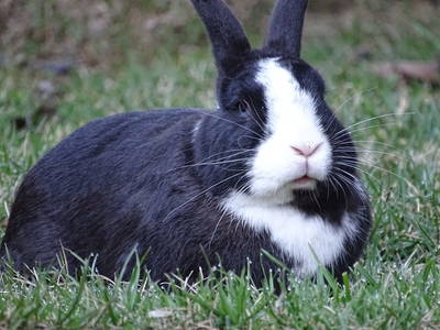 Bild 91 aus  Sportbauernhof Hochalmblick