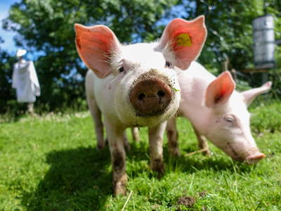 Bild 27 aus  Almbauer