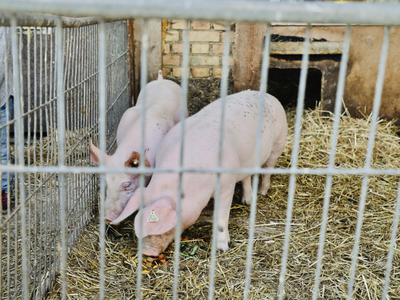 Bild 20 aus  Ferienhof König