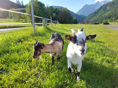 Bild 23 aus  Urlaub am Foidlhof