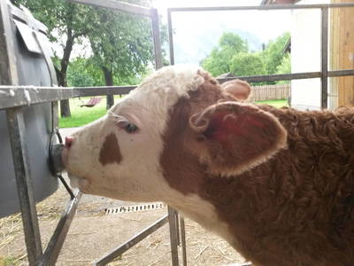 Bild 61 aus  Unteres Feld