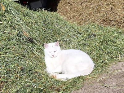 Bild 30 aus  Voithof