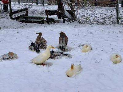 Bild 67 aus  Familie Rößler vlg. Spor