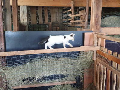 Bild 93 aus  Stroneggerhof