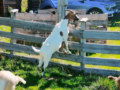 Bild 62 aus  Obere Michlbauerhütte