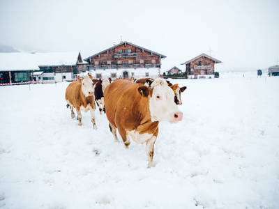 Bild 59 aus  Chalet Steinerner Meerblick