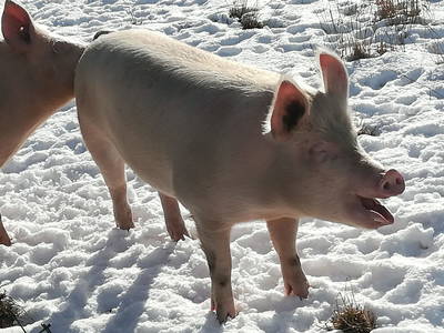 Bild 254 aus  Bräuhauser