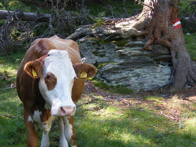 Bild 24 aus  Hinteregger