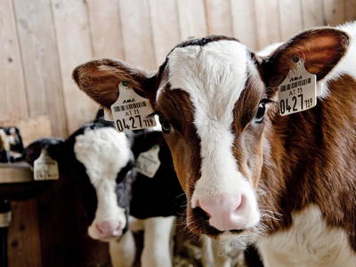 Bild 38 aus  Erbhof Kleintödling