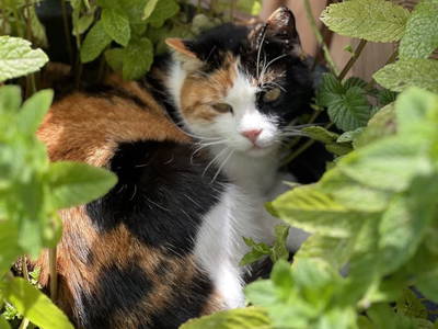 Bild 58 aus  Reiterbauer Chalet