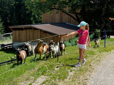 Bild 93 aus  Stegerhof