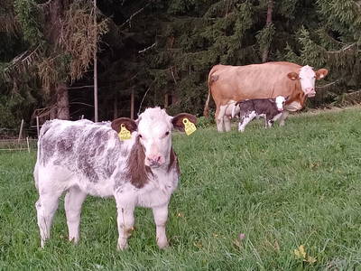 Bild 6 aus  Bergbauernhof Brandgut