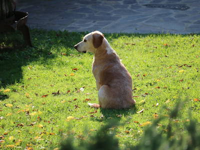 Bild 43 aus  Casa Bivignano