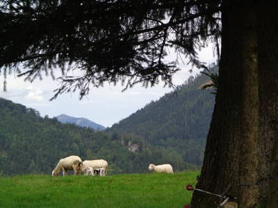 Bild 31 aus  Trialhof Schaureith