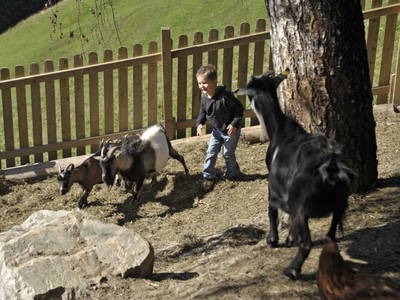 Bild 46 aus Bergbauernhof Irxner - Urlaub am Bauernhof mit Hund