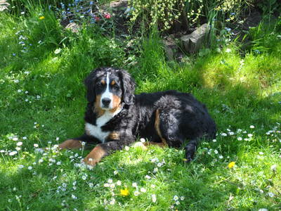 Bild 40 aus  Isländerhof Köck vlg. Kristanhof