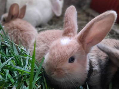 Bild 72 aus  Grainmeister