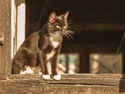 Katzen zum füttern und streicheln