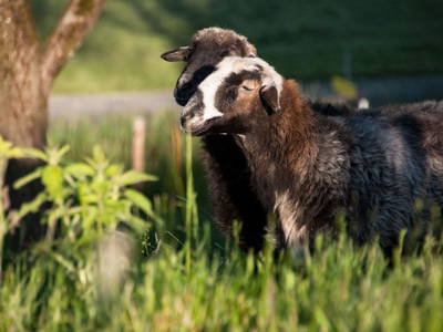 Bild 101 aus  Roiderhof am Irrsee