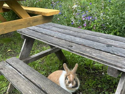 Bild 23 aus  Wiererhof