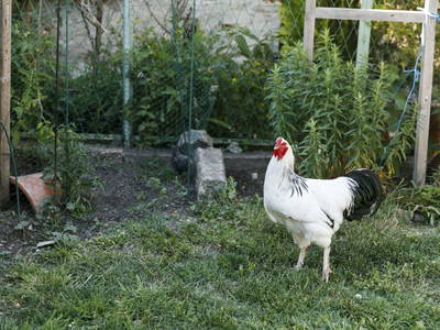 Bild 28 aus  Ferienhof & Ferienwohnungen Büller