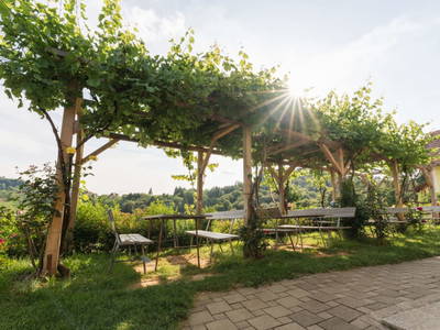 Bild 5 aus  Weingut Koller