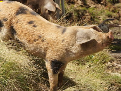 Bild 27 aus  Der Perweinhof