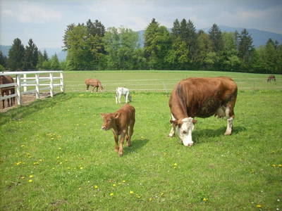 Bild 32 aus  Petritsch-Hof