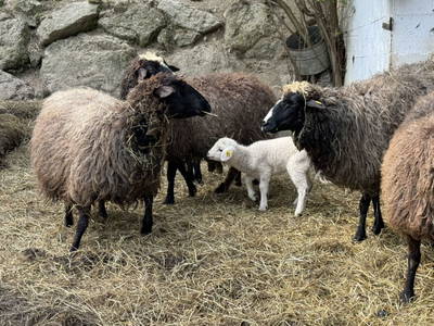 Bild 26 aus  Gsangerer