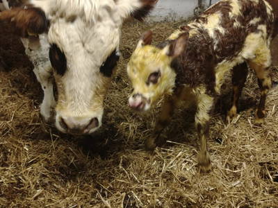 Bild 85 aus  BIO Heubauernhof Tonibauer