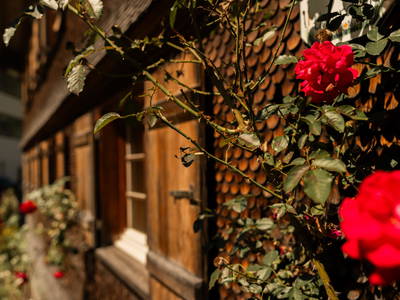 Bild 5 aus  Oma Germana