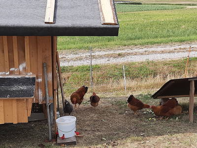 Bild 44 aus  Steigerwälder Zwergenhof ihr kleiner Kinder-Bauernhof für Familien- und Gruppenurlaube