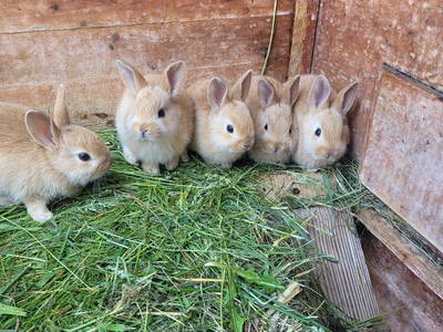 Bild 19 aus  LandSelection Märchen-Kinderbauernhof Ponyhof  -  Weidelshof                    Kassel-Edersee-Berge