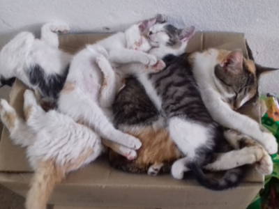 Bild 22 aus  Pension Pühringer