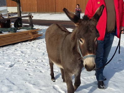 Bild 24 aus  Eselhof Himmelmayer