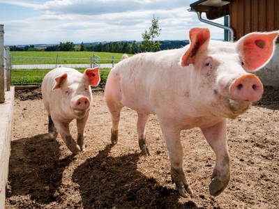 Bild 87 aus  Grainmeister