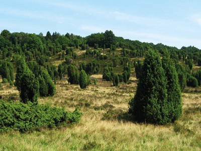 Bild 19 aus  Bauernhofferien Weseloh