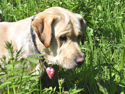 Bild 10 aus  Waidelehof