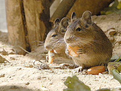 Bild 11 aus  Urlaub im Zoo – Tierpark Görlitz