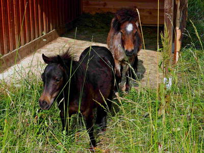 Bild 9 aus  Domaine du Val des Ragondins