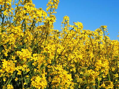 Bild 15 aus  Hinrich's Ostsee Bauernhof