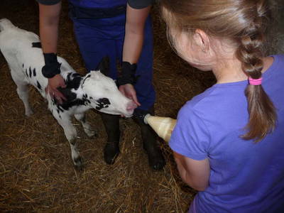 Bild 16 aus  Houdam Farm