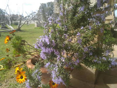 Bild 34 aus  Urlaub auf dem Lande zwischen den zwei Meeren - Apulien - Salento
