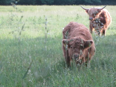 Ein Hochlandrind Kalb