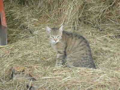 Bild 19 aus  Rhöner Haflingerhof